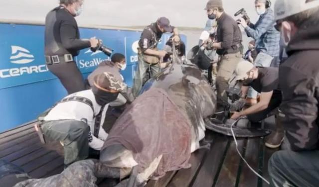 'Okyanusun kraliçesi' yakalandı! 50 yaşından büyük, boyu da tamı tamına 5 metre