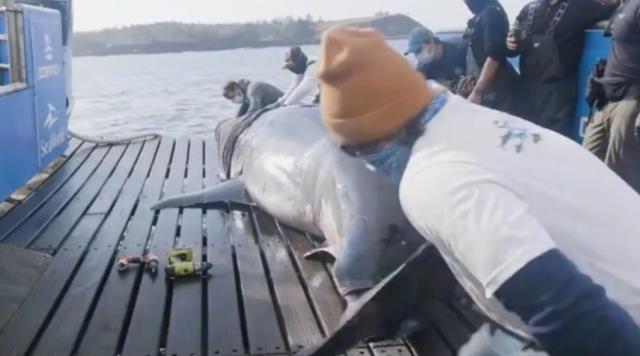 'Okyanusun kraliçesi' yakalandı! 50 yaşından büyük, boyu da tamı tamına 5 metre