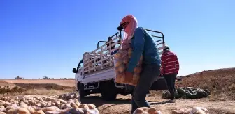 Şam'da Patates Hasadı