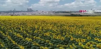 İSTANBUL--İSTANBUL'UN İKİ YÜZÜ, GÖKDELENLER ARASINDA OTLAYAN HAYVANLAR