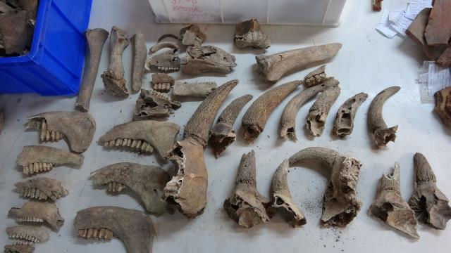 7 bin yıllık Assos Ören Yeri'nde 1600 yıllık balık kılçığı ve pulları bulundu