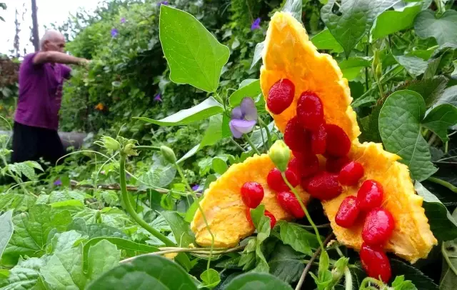 Para kazanamayınca serasını kapatan çiftçinin bahçesine, kısmet kendiliğinden geldi Para kazanamayınca serasını kapatan çiftçinin bahçesine, kısmet kendiliğinden geldi