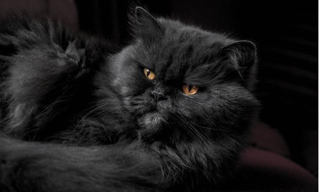 Rüyada kedi görmek ne anlama gelir, neye işarettir? Rüyada kedinin ısırması anlamı nedir?