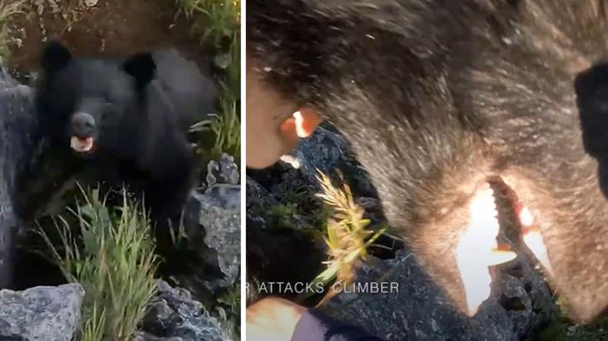 Dağcı, kendisine saldıran ayıyı tekme tokat dövdü