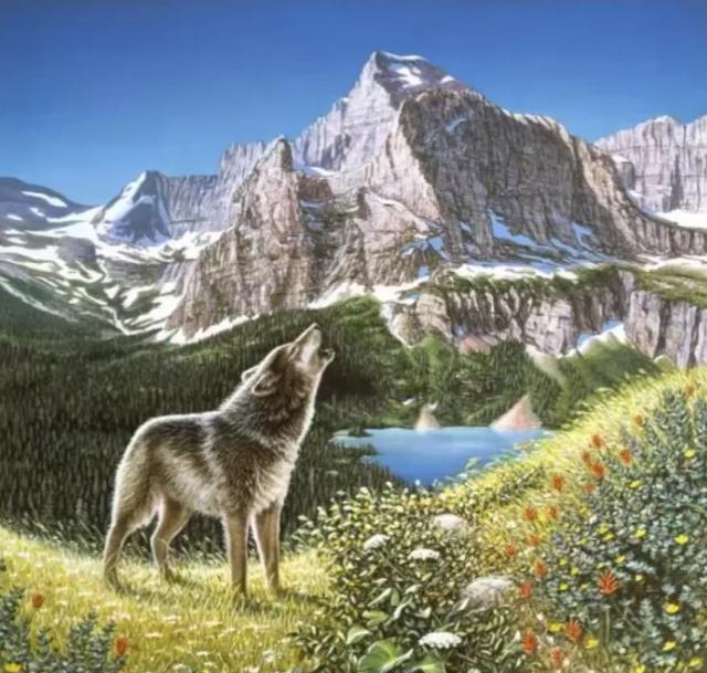 Görselde 5 kurt var ama 150 kişiden hiçbiri göremedi