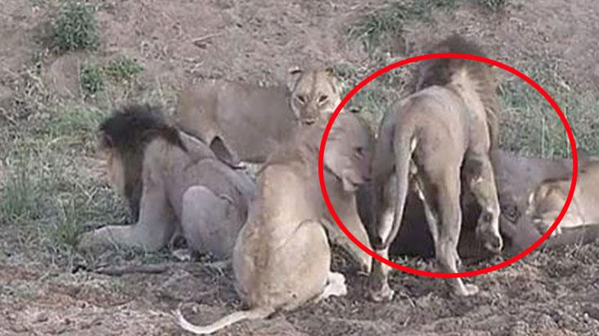 5 aç aslan, yakaladıkları mandayı kıskaçlarına aldı! Saniyeler sonra ise bir mucize yaşandı