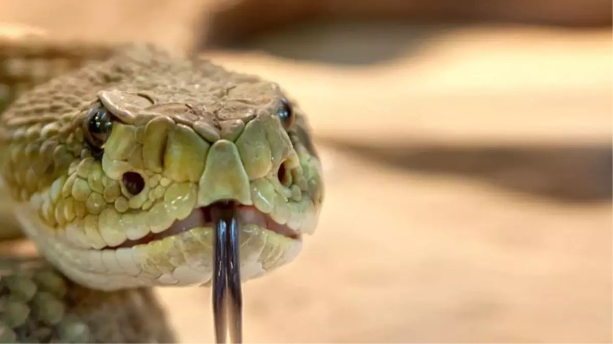 Yılan uzmanı ihbar üzerine gittiği yerdeki yılanı görünce az kalsın aklını kaybediyordu