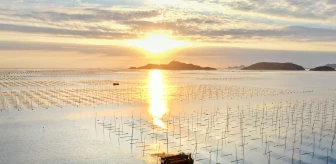 Çin'in Xiapu İlçesinde Deniz Yosunu Hasadı
