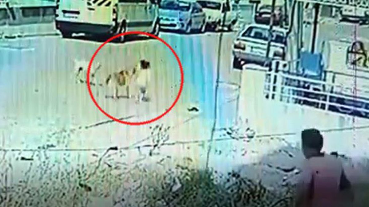 3 gün arayla aynı köpek 2 kardeşi ısırdı! O anlar kamerada