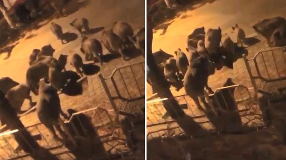 Sürü halinde geldiler! Sesleri duyup cama koşan mahalleli şaşırtan manzarayla karşılaştı