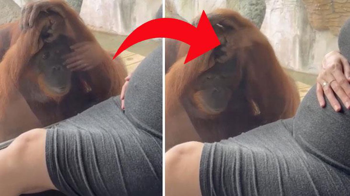 Hamile kadının karnını gören orangutanın verdiği tepki herkesi şaşırttı