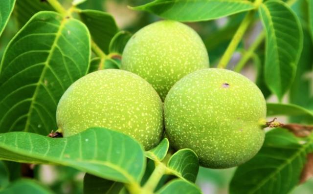 Rüyada ceviz ağacı görmek ne anlama geliyor? Rüyada yeşil ceviz ağacı görmek nedir? Rüyada büyük ceviz ağacı görmek ne demek?