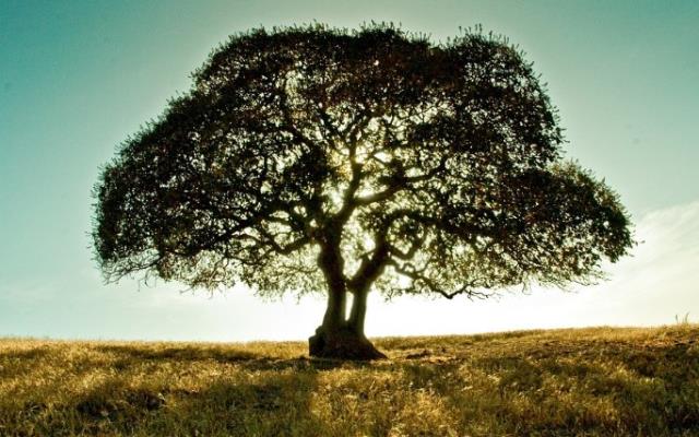 Rüyada ceviz ağacı görmek ne anlama geliyor? Rüyada yeşil ceviz ağacı görmek nedir? Rüyada büyük ceviz ağacı görmek ne demek?
