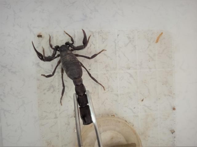 Evinin altında akrep çiftliği kurdu! Zehrin gramından 10 bin dolar kazanıyor Evinin altında akrep çiftliği kurdu! Zehrin gramından 10 bin dolar kazanıyor