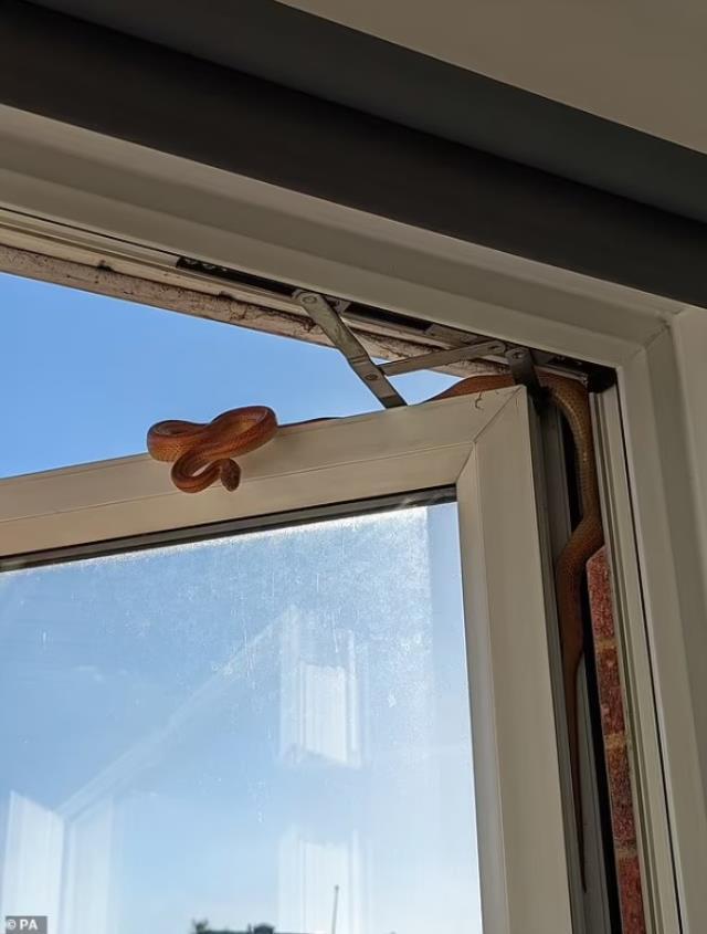 Yatağında mışıl mışıl uyuyan kadın, uyandığı sırada pencereden sarkan yılanla göz göze geldi