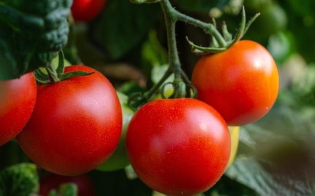 Rüyada domates yemek ne anlama geliyor? Rüyada domates salatası yemek ne demek?