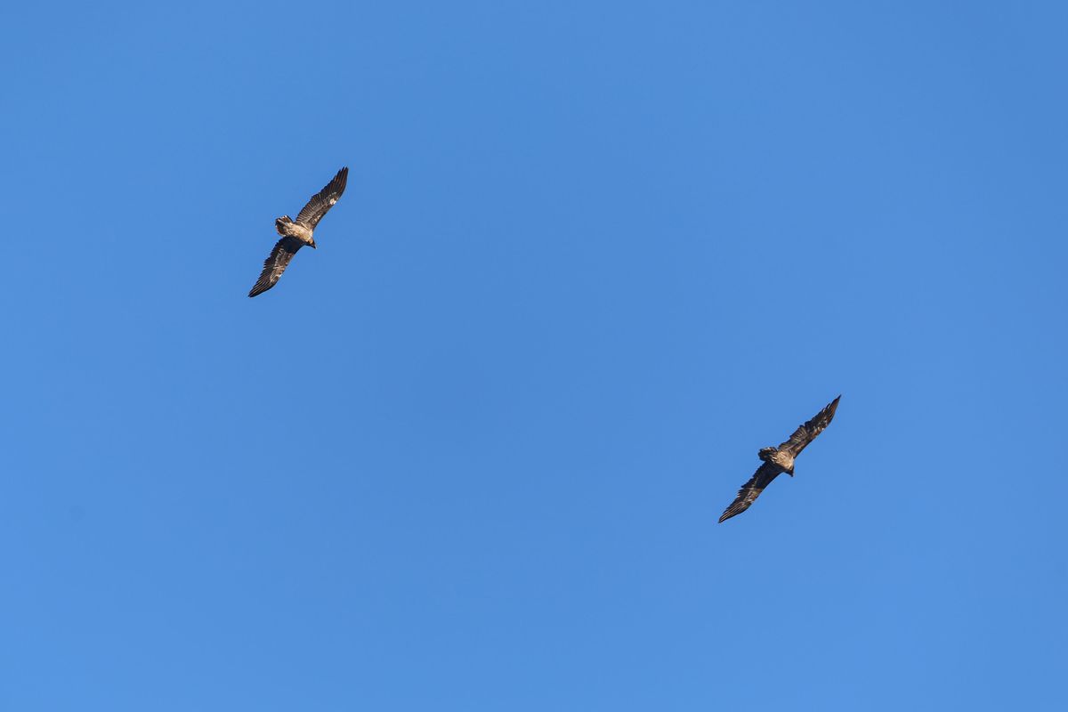 Soyu tehlikede olan sakallı akbaba Iğdır'da görüntülendi