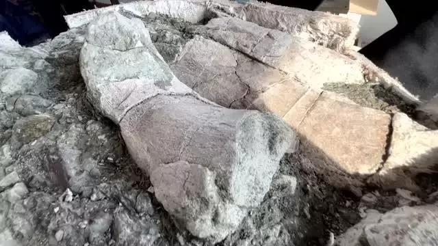 Herkesin konuştuğu keşif! Bir ayda 20 dinozor fosili çıkarıldı