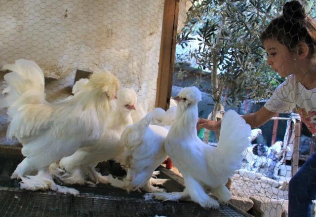 'Altın yumurtlayan tavuk' hikayesi gerçek oldu! Tanesini 150 liraya satıyor 'Altın yumurtlayan tavuk' hikayesi gerçek oldu! Tanesini 150 liraya satıyor