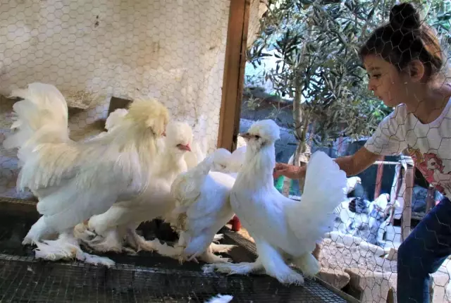 Yumurtanın paketi 70 TL ama bu tavuğun tek yumurtası 8 dolar! Nedeni bakın ne Yumurtanın paketi 70 TL ama bu tavuğun tek yumurtası 8 dolar! Nedeni bakın ne