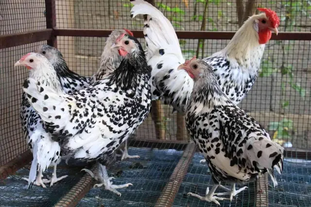 Yumurtanın paketi 70 TL ama bu tavuğun tek yumurtası 8 dolar! Nedeni bakın ne Yumurtanın paketi 70 TL ama bu tavuğun tek yumurtası 8 dolar! Nedeni bakın ne