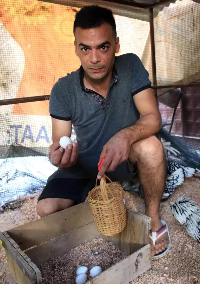 Yumurtanın paketi 70 TL ama bu tavuğun tek yumurtası 8 dolar! Nedeni bakın ne Yumurtanın paketi 70 TL ama bu tavuğun tek yumurtası 8 dolar! Nedeni bakın ne