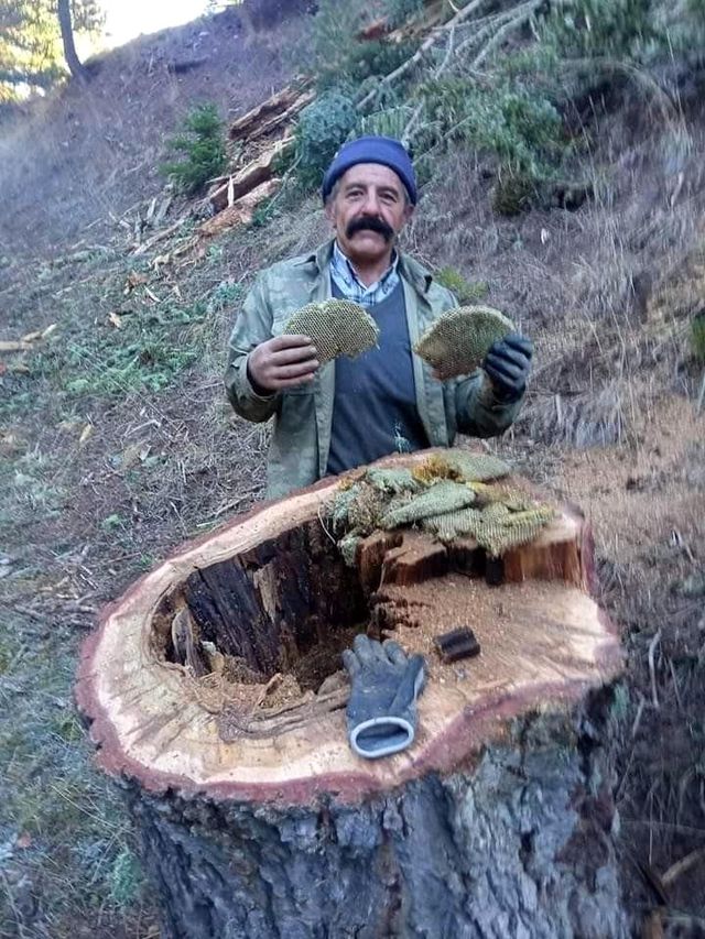 Kestikleri ağacın kovuğundan çıkan bala, işçiler bile inanamadı