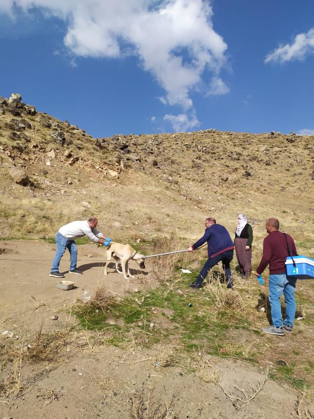 Bitlis'te kuduz paniği! Hastanelik olan 2 çocuktan sonra yapılan taramada tedirgin eden sonuç
