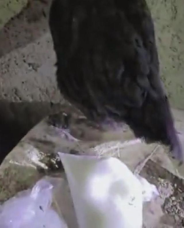 Kümesteki tavuğu kaldıran polis ekipleri yumurtanın yerinde uyuşturucu buldu! 2 kişi tutuklandı