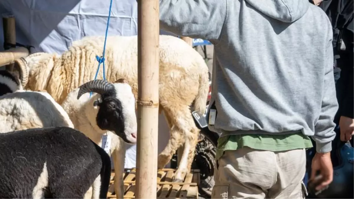 Raporluyken kurban pazarında çalışan işçi kovuldu! Mahkemelik olan olayda Yargıtay'dan emsal karar