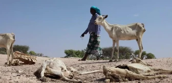 Afrika Boynuzu'ndaki İklim Sorunları Çiftlik Hayvanlarını Yok Ederken Çok Sayıda İnsan Yer Değiştirmek Zorunda Kalıyor