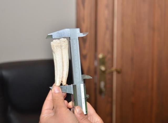 Tam 16 milyon yıllık! Kuzu otlatırken bulduğu cismin ne olduğunu öğrenince şaşkına döndü Tam 16 milyon yıllık! Kuzu otlatırken bulduğu cismin ne olduğunu öğrenince şaşkına döndü