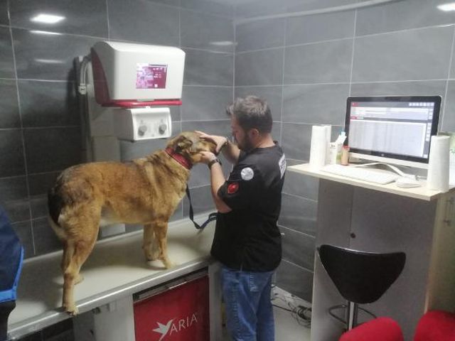 Korkunç olay! Topallayan köpeğin bacağını inceleyen doktorlar, gördükleri karşısında şaşkına döndü