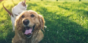 Trabzon'da sahipli köpekler için alınan karara hayvanseverlerden tepki
