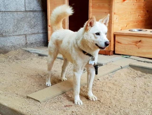 Kim Jong-un'un hediye ettiği köpekler, Güney Kore'de büyük krize neden oldu