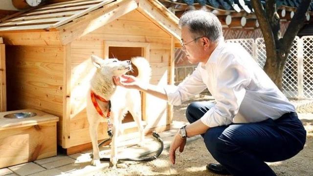 Kim Jong-un'un hediye ettiği köpekler, Güney Kore'de büyük krize neden oldu