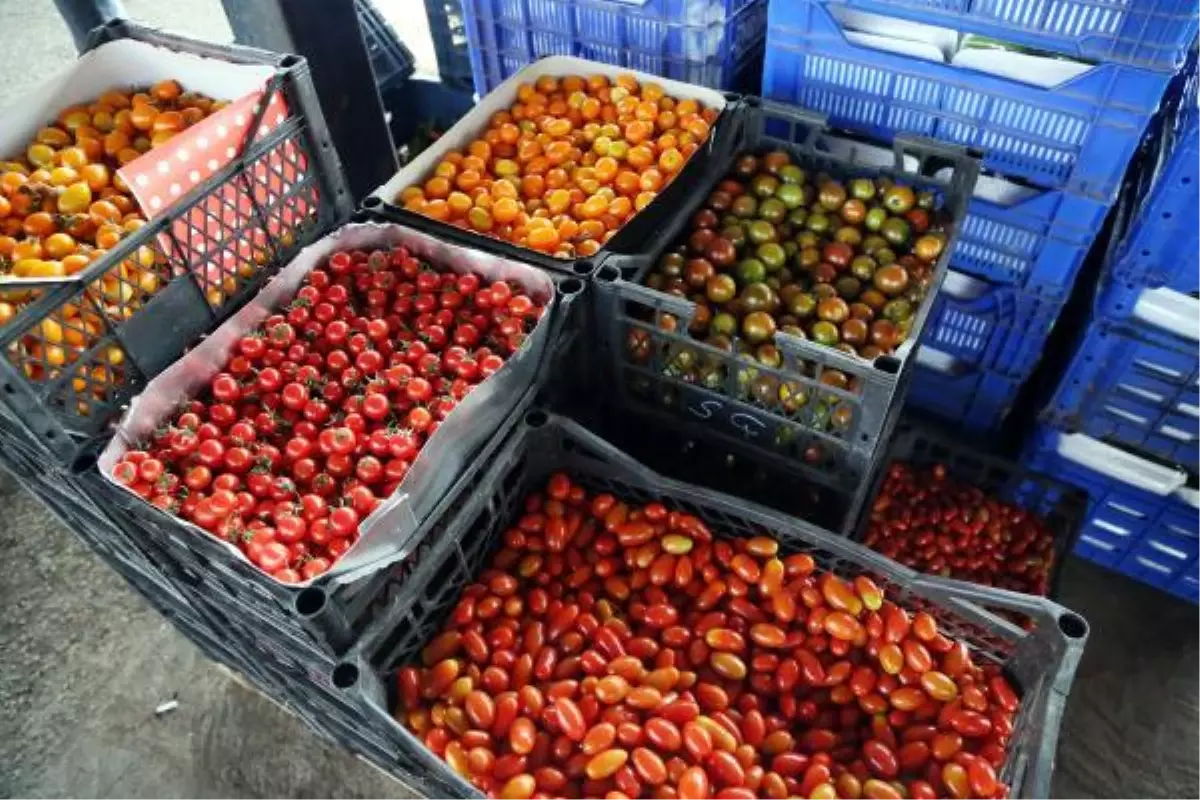 Sebzede örtü altı sezonu açıldı, fiyatlar düşüyor