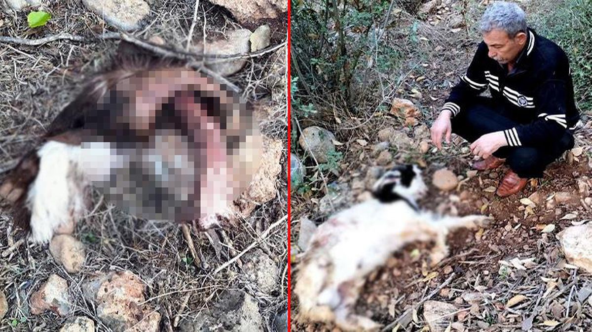Ahıra giren köylü, gördüğü manzara karşısında donakaldı! Vahşi hayvanlar 11 küçükbaşı paramparça etti