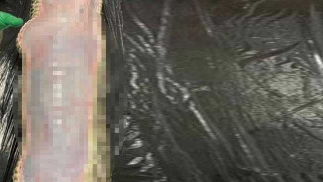 Yılanın karnını açan kadın bilim insanı konuştu! Bir konuda sitemi var Yılanın karnını açan kadın bilim insanı konuştu! Bir konuda sitemi var