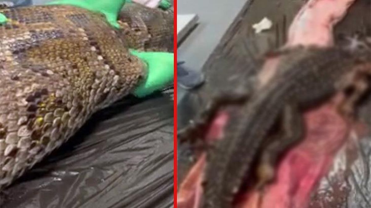 Görüntü ABD'den! Dev pitonun midesini açan bilim insanları içinden çıkan canlıyı görünce şaştı kaldı