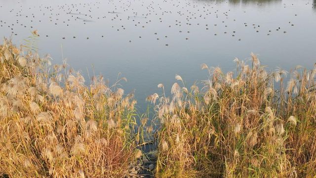 Hefei, Uluslararası Sulak Alan Kenti Olarak Akredite Edildi Hefei, Uluslararası Sulak Alan Kenti Olarak Akredite Edildi