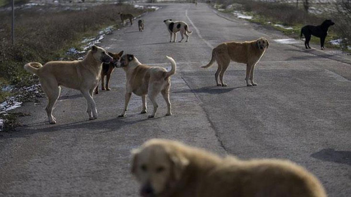 Filistin'de ölü köpek başına para ödülü koyan belediye başkanı geri adım attı: Şaka yaptım