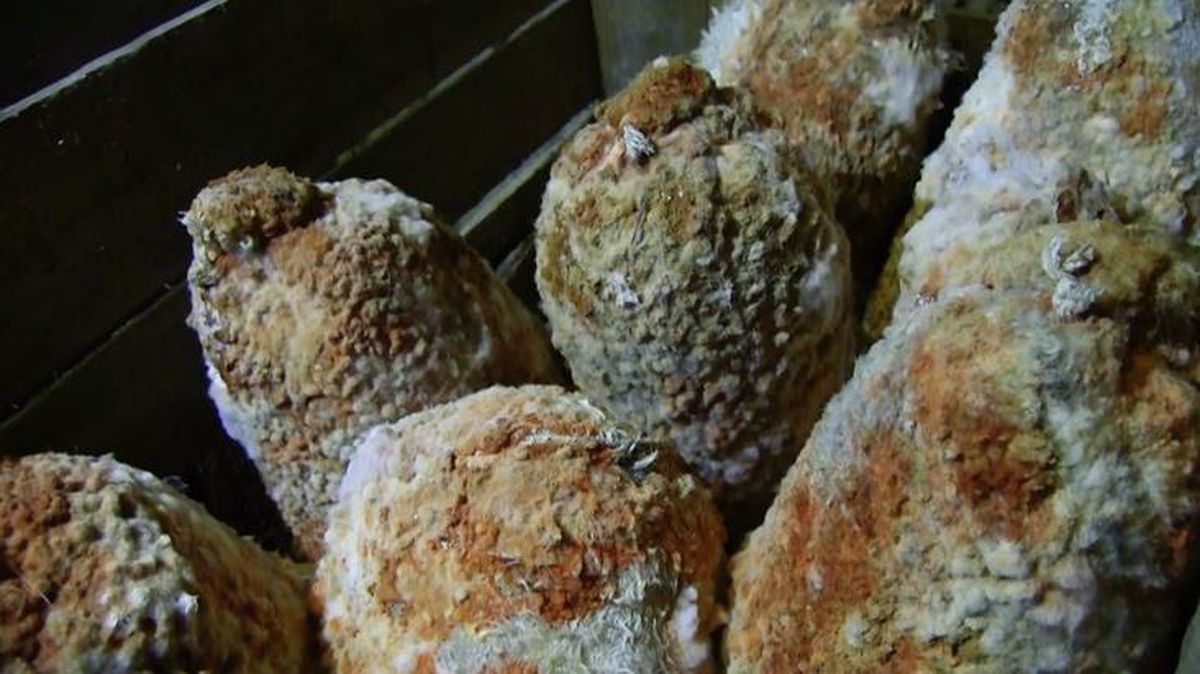 Aylarca mağarada bekleyip lezzetleniyorlar! İşte Niğde'nin en özel peynirleri