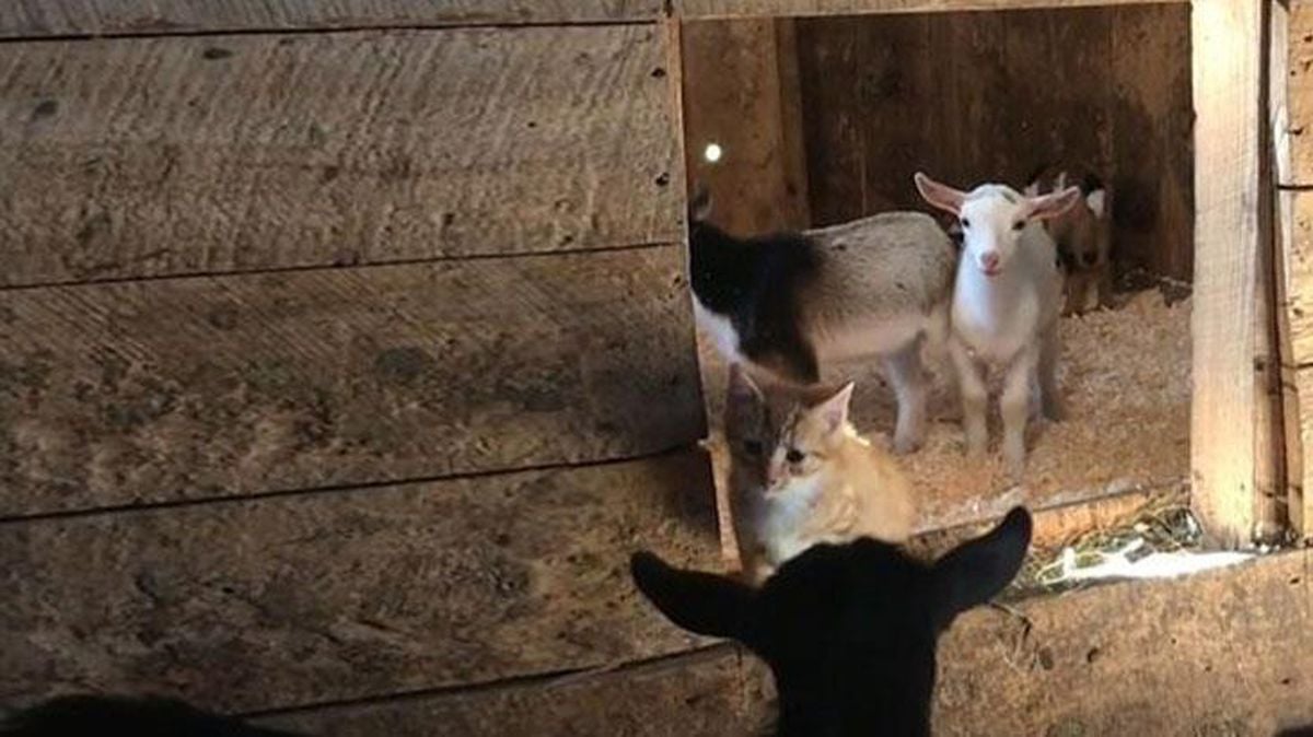 Ahırın kapısını açıp yeni doğan keçiyi gören çiftçi küçük dilini yuttu