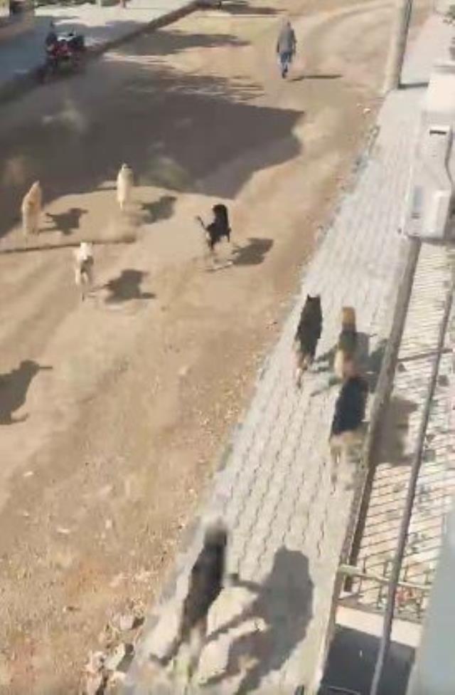 Bitlis'ten sonra bir ilimizde daha aynı manzara! İlçeyi başıboş köpekler işgal etti
