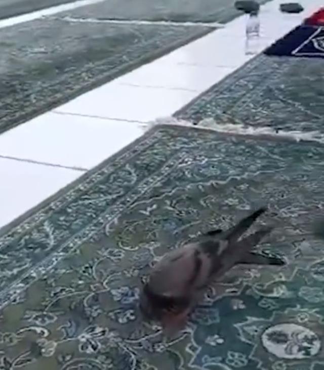 Kabe'de güvercinin cemaatle birlikte secde ettiği iddia edildi! Gerçek çok başka çıktı