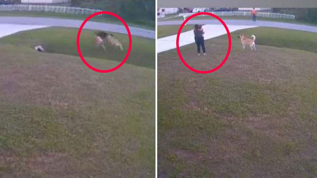 Koca ülkeyi hayrete düşüren mucize! Köpeğin yaptıklarına kimse inanamadı