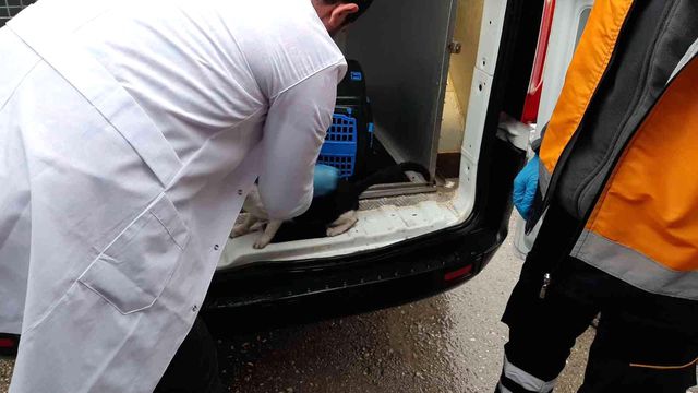 Kuduz vakası yüzünden alarma geçen Adıyaman'da aşılama çalışmaları başladı