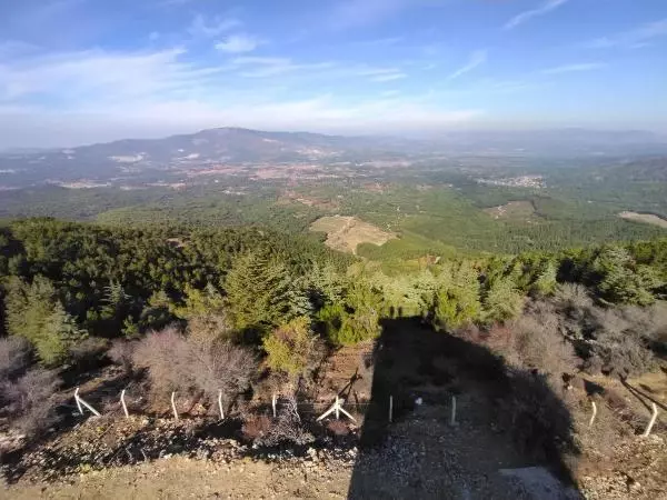 ÇAM FISTIĞI HASADI BAŞLADI, KİLOGRAM FİYATI ALTINLA YARIŞIYOR ÇAM FISTIĞI HASADI BAŞLADI, KİLOGRAM FİYATI ALTINLA YARIŞIYOR
