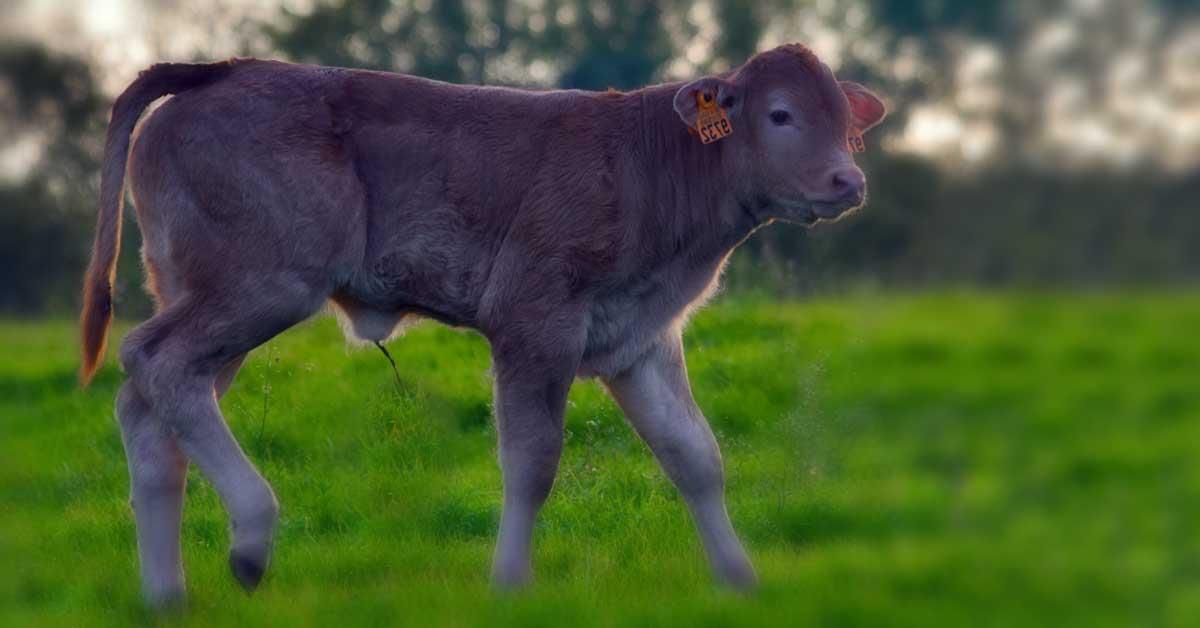 Rüyada buzağı görmek ne anlama gelir? Rüyada buzağı görmek nasıl yorumlanmalıdır?